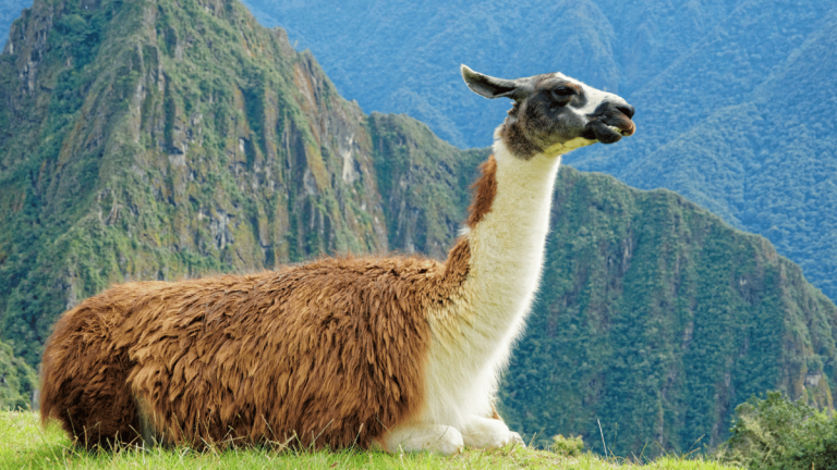 03 - Perú Mágico - Aguas Calientes
